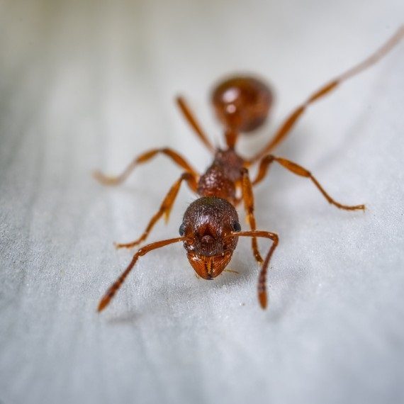 Field Ants, Pest Control in Kilburn, Queens Park, West Hampstead, NW6. Call Now! 020 8166 9746