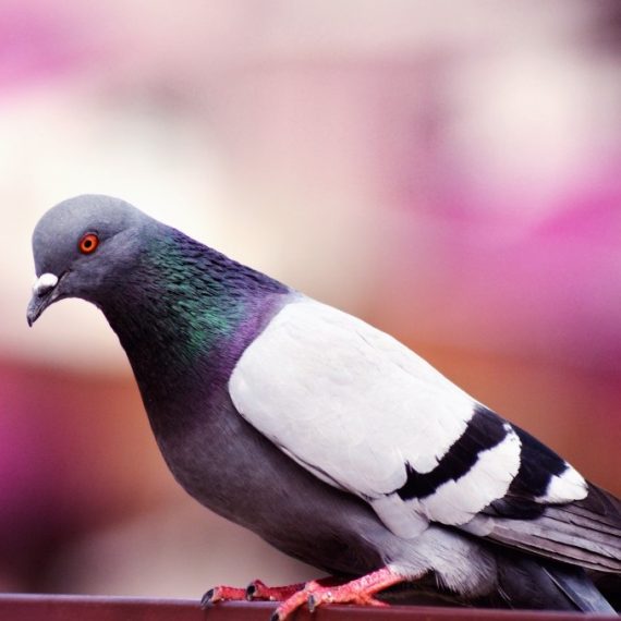 Birds, Pest Control in Kilburn, Queens Park, West Hampstead, NW6. Call Now! 020 8166 9746