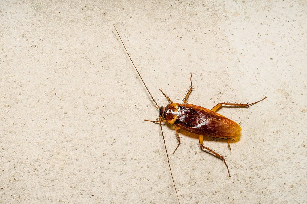 Cockroach Control, Pest Control in Kilburn, Queens Park, West Hampstead, NW6. Call Now 020 8166 9746