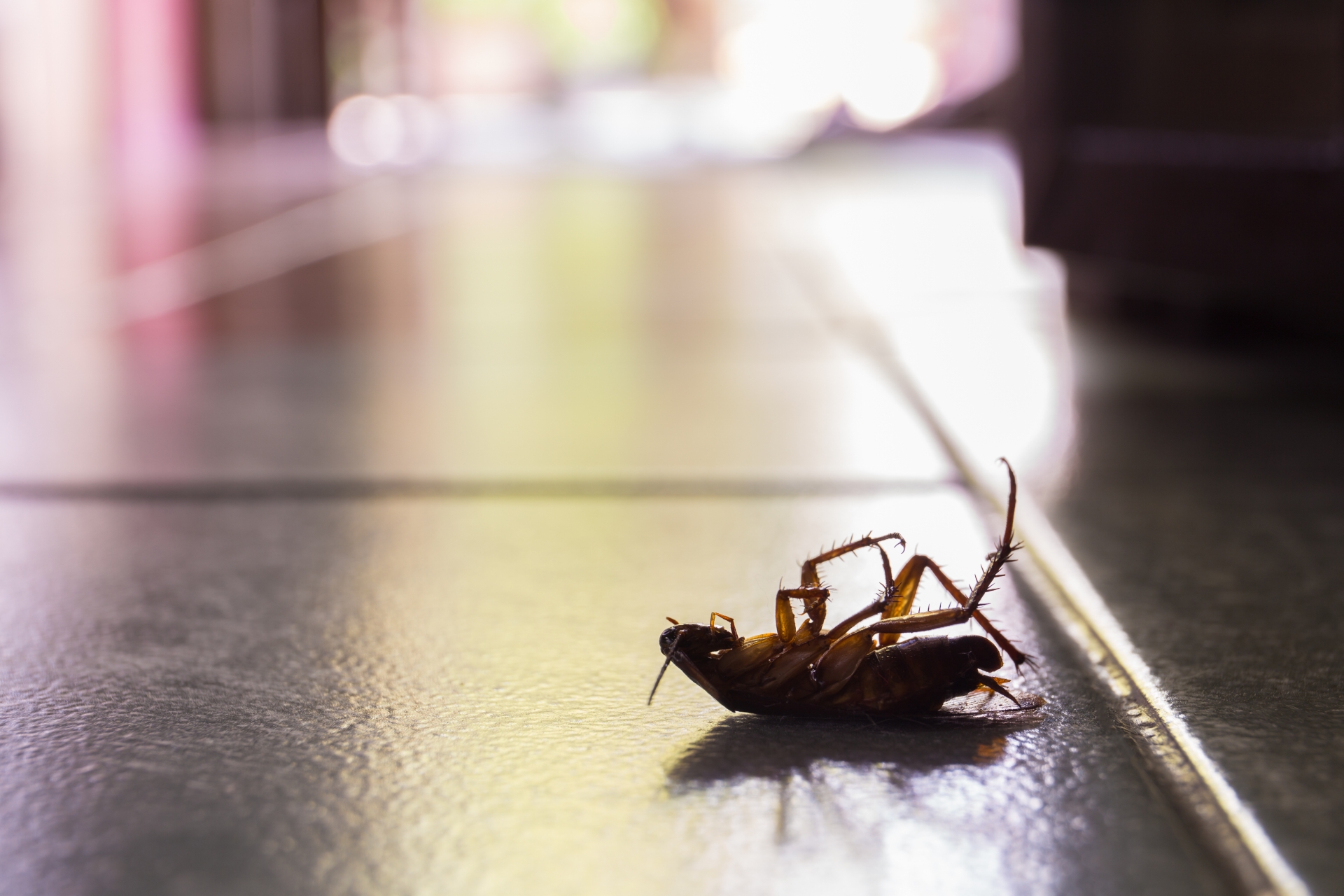 Cockroach Control, Pest Control in Kilburn, Queens Park, West Hampstead, NW6. Call Now 020 8166 9746