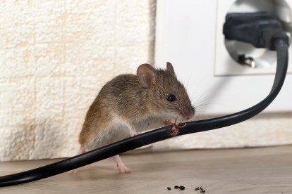 Pest Control in Kilburn, Queens Park, West Hampstead, NW6. Call Now! 020 8166 9746