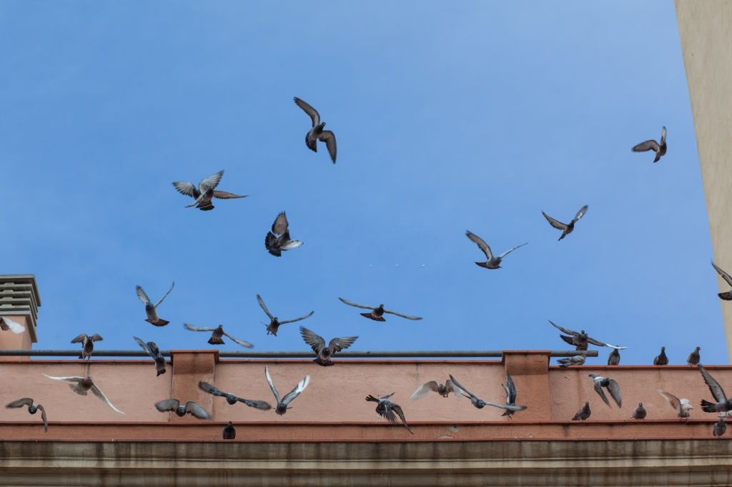 Pigeon Control, Pest Control in Kilburn, Queens Park, West Hampstead, NW6. Call Now 020 8166 9746