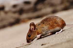 Mouse extermination, Pest Control in Kilburn, Queens Park, West Hampstead, NW6. Call Now 020 8166 9746