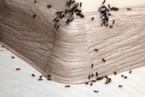 Ant Control, Pest Control in Kilburn, Queens Park, West Hampstead, NW6. Call Now 020 8166 9746
