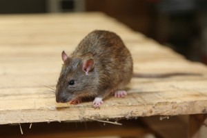 Mice Infestation, Pest Control in Kilburn, Queens Park, West Hampstead, NW6. Call Now 020 8166 9746