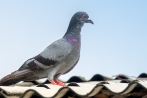 Pigeon Pest, Pest Control in Kilburn, Queens Park, West Hampstead, NW6. Call Now 020 8166 9746