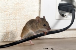 Mice Control, Pest Control in Kilburn, Queens Park, West Hampstead, NW6. Call Now 020 8166 9746