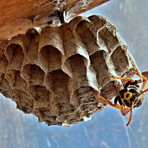 Wasps Nest, Pest Control in Kilburn, Queens Park, West Hampstead, NW6. Call Now! 020 8166 9746
