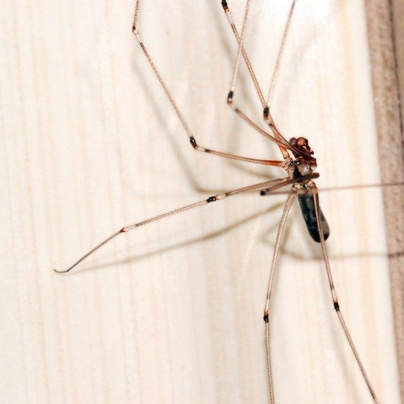 Spiders, Pest Control in Kilburn, Queens Park, West Hampstead, NW6. Call Now! 020 8166 9746
